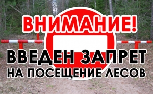 В Ветковском районе введён запрет на посещение лесов