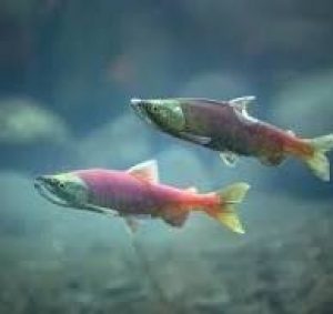 Увага! Нераст!