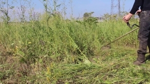 У ходзе наглядных мерапрыемстваў, праведзеных пракуратурай Веткаўскага раёна, выяўлены факты неналежнага выканання патрабаванняў заканадаўства, якое рэгулюе пытанні ўтрымання месцаў пахавання