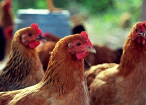 Хвароба Ньюкасла