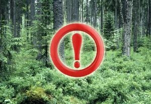 На территории Гомельской области  установлен запрет посещения лесов
