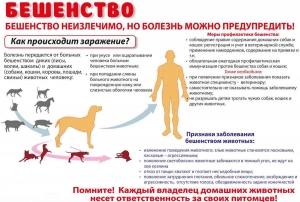 Бешенство