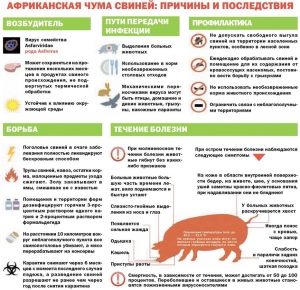 Афрыканская чума свіней: прычыны і наступствы