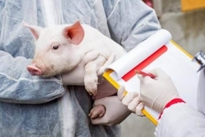 Меры прафілактыкі афрыканскай чумы свіней