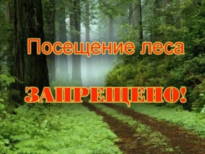 С 29 августа в Ветковском районе введен запрет на посещение лесных массивов