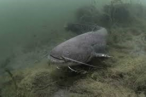 Забарона на вылаў сома звычайнага!