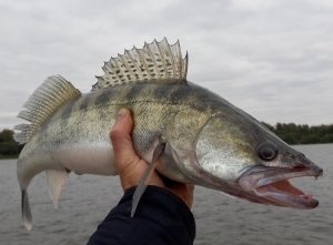 З 15 красавіка ўстаноўлена забарона на лоўлю судака