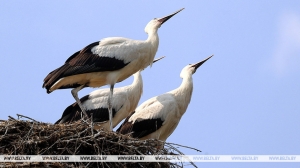 Пад белымі крыламі. У нацпарку "Прыпяцкі" правялі перапіс буслоў