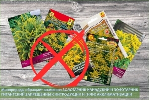 Прыгожы, але падступны: чым небяспечны сумнік канадскі?